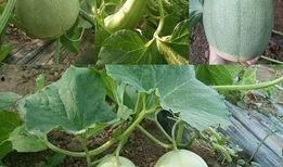 热门大瓜 独家爆料,热门大瓜背后的惊人真相